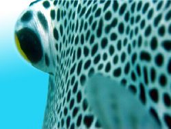 Puffer Fish taken off Mackay Reef Quensland. I swam with ... by Nigel Witham 